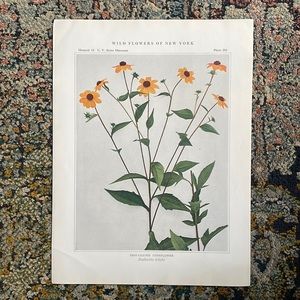 Antique Botanical Plant Print Original over 100 years old Vintage